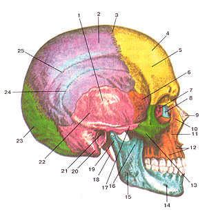 Череп (cranium). Вид сбоку.